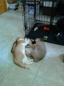 2015-8 Ranger & Marmelade