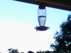 Hungry humming birds